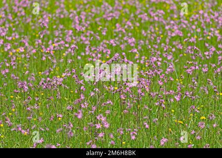 Mountain meadow with wildflowers (Lychnis flos-cuculi), buttercup (Ranunculus) and cuckoo campion at flowering time, Oberstdorf, Allgaeu, Allgaeu Stock Photo