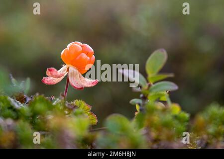 Cloudberry (Rubus chamaemorus), Finnmark, Lapland, Alta, Norway Stock Photo