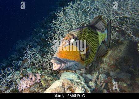 Titan triggerfish (Balistoides viridescens), Coral reef, House reef, Mangrove Bay Resort, El Quesir, Red Sea, Egypt Stock Photo