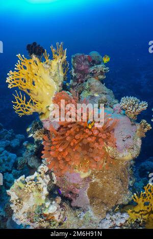 Fluorescent bubble-tip anemone (Entacmaea quadricolor) fluorescent, pair of red sea clownfish (Amphiprion bicinctus), net fire coral (Millepora Stock Photo
