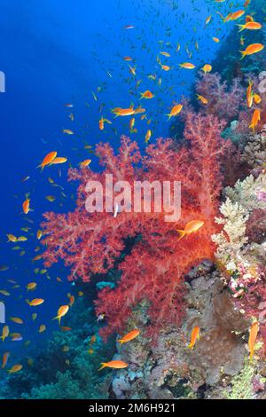 Klunzinger's klunzinger's soft coral (Dendronephthya klunzingeri) and sea goldie (Pseudanthias squamipinnis), Erg Monica dive site, El Quesir, Red Stock Photo