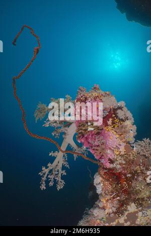 Twisted spiral wire coral (Cirrhipathes spiralis) and broccoli tree (Litophyton arboreum) in the backlight. Colourful. Sun. Dive site Shaab Marsa Stock Photo