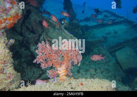 Hemprich's tree coral (Dendronephthya hemprichi) and white fringed soldierfish (Myripristis murdian) on the cargo deck of the World War II Stock Photo