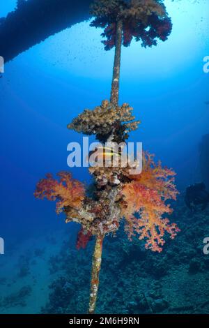 Red tree coral (Dendronephthya hemprichi) and black-sided hawkfish (Paracirrhites forsteri) at a sea on the wreck of Giannis D. Dive site Giannis D Stock Photo