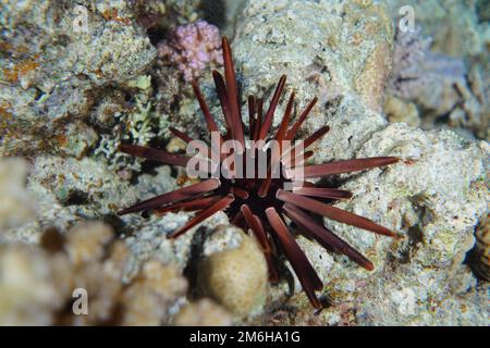 Pencil sea urchin (Heterocentrotus mamillatus) at night. Dive site Gordon Reef, Sinai, Egypt, Red Sea Stock Photo