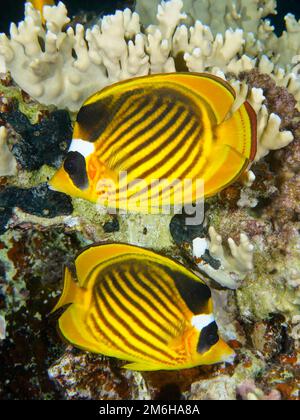 Pair of diagonal butterflyfish (Chaetodon fasciatus) . Dive site Mangrove Bay, El Quesir, Egypt, Red Sea Stock Photo