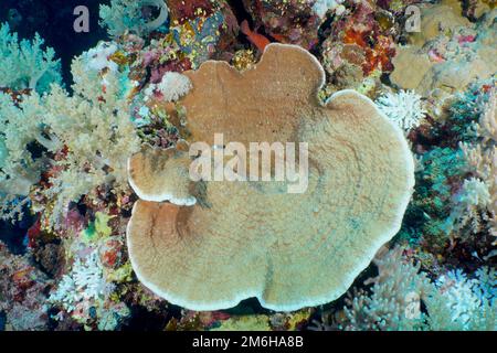 Grooved serpent coral (Pachyseris speciosa) . Dive site Daedalus Reef, Egypt, Red Sea Stock Photo