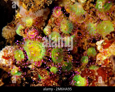 Green jewel anemone (Corynactis viridis) Sea anemone. Dive site Maharees Islands, Castlegregory, Co. Kerry, Irish Sea, North Atlantic, Ireland Stock Photo