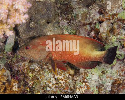 Yellowfin hind (Cephalopholis hemistiktos) . Dive site Mangrove Bay, El Quesir, Egypt, Red Sea Stock Photo