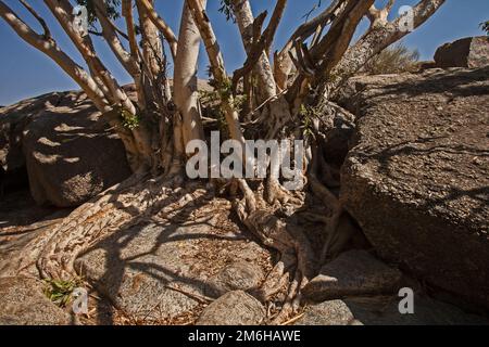 The Namaqua Rock Fig (Ficus cordata) Stock Photo