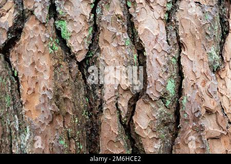Texture of the bark of an old tree Stock Photo
