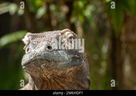 Close up portrait, front view. Komodo dragon. Scientific name: Varanus Komodoensis. Stock Photo