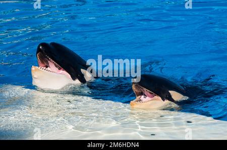 Orca show in Seaworld aquarium, San Diego, California, USA Stock Photo