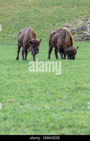 Wisent Thal project, reintroduction of European bison (Bos bonasus ...