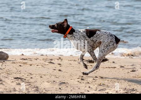 German Shorthaired Pointer Stock Photo