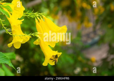 Common trumpet creeper variety Flava Stock Photo