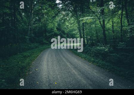 Gravel road through a moody dark forest Stock Photo