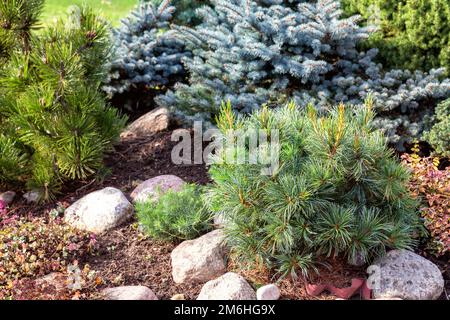 Dwarf pine in the garden among conifers of different species and different colors Stock Photo