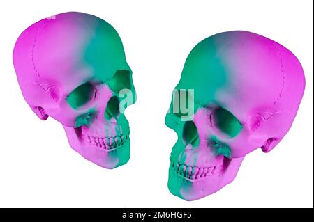 Green purple gypsum human skull isolated on white background. Plaster sample model skull for students art schools. Forensic scie Stock Photo