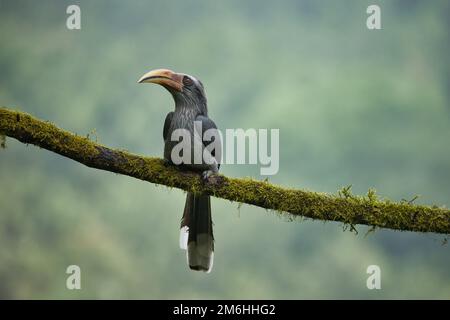 Most Beautiful Malabar Grey Hornbill having fruits with beautiful background at Coorg,Karnataka,India. This picture can be used as a wallpaper. Stock Photo