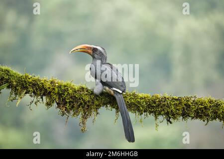 Most Beautiful Malabar Grey Hornbill having fruits with beautiful background at Coorg,Karnataka,India. This picture can be used as a wallpaper. Stock Photo