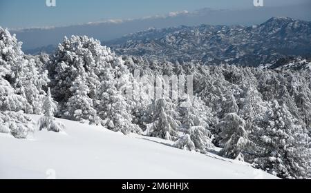 Forest landscape in snowy mountains. Frozen snow covered fir trees in winter season. Stock Photo