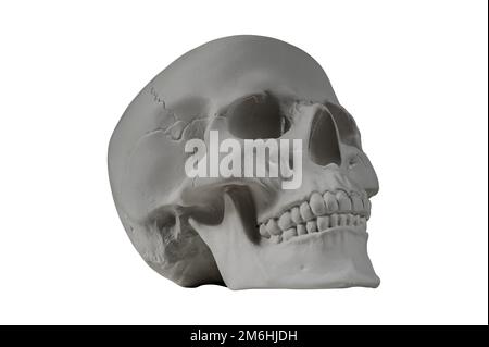 Gypsum human skull on isolated white background with clipping path. Plaster sample model skull for students of art schools. Fore Stock Photo