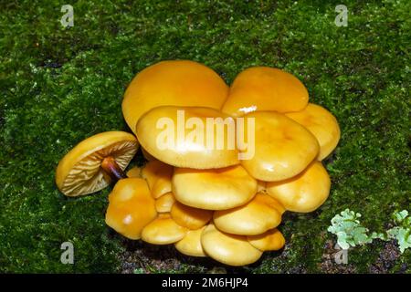 Flammulina velutipes (velvet shank) occurs in Europe and North America growing on stumps and trunks of dead hardwood trees. It is an edible species. Stock Photo