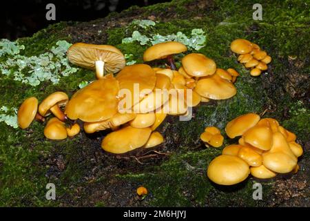 Flammulina velutipes (velvet shank) occurs in Europe and North America growing on stumps and trunks of dead hardwood trees. It is an edible species. Stock Photo