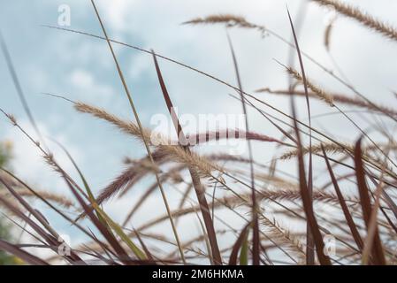 Purple Fountain Grass On Sky Background. Dry Pampas Grass, Earthy Neutral Warm Tone.Selective focus. Blurred background. Stock Photo