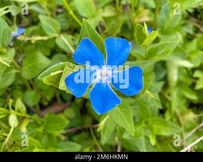 Delicate blue flowers during spring season Stock Photo