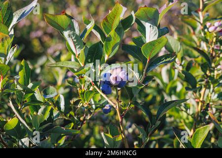 Blueberry bush on a plantation in Mazowsze region of Poland Stock Photo