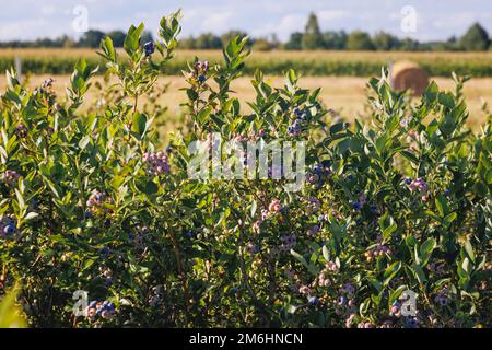 Blueberry bush on a plantation in Mazowsze region of Poland Stock Photo