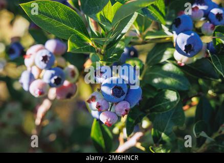 Blueberry plantation in Mazowsze region of Poland Stock Photo