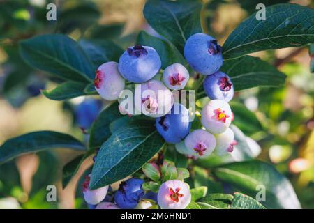 Blueberry plantation in Mazowsze region of Poland Stock Photo