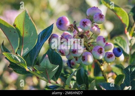 Blueberry bush on a plantation in Mazowsze region of Poland Stock Photo