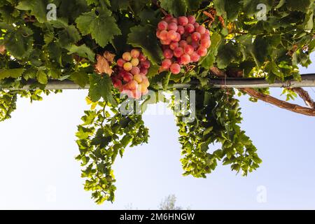 Grape fruits on a farm in Cyprus island country Stock Photo