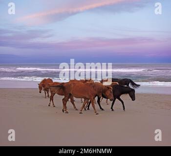 Wild horses on the beach at sunset in Corolla North Carolina Stock Photo