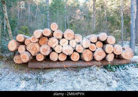 pile of logs in the forest, Catalonia, Spain Stock Photo