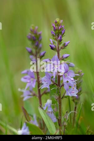 Close up of heath speedwell (veronica officinalis) flowers in bloom Stock Photo