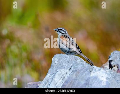A Cape Bunting (Emberiza capensis) standing on a rock. Western Cape, South Africa. Stock Photo