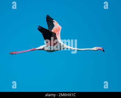 A Greater Flamingo (Phoenicopterus roseus) flying in blue sky. Western Cape, South Africa. Stock Photo