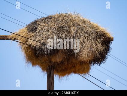 Massive communal nest of Sociable Weavers (Philetairus socius). Northern Cape, South Africa. Stock Photo