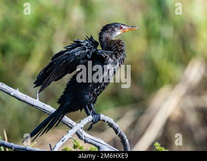 A Long-tailed Cormorant (Microcarbo africanus) perched on a branch. Augrabies Falls National Park, South Africa. Stock Photo