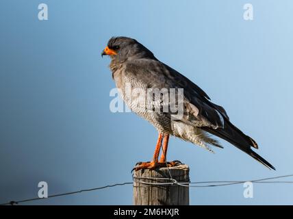 A Pale Chanting-Goshawk (Melierax canorus) perched on a fence post. Western Cape, South Africa. Stock Photo