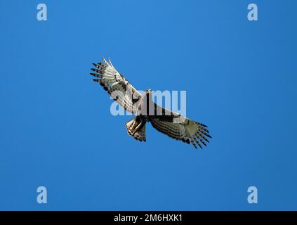 A Long-crested Eagle (Lophaetus occipitalis) flying in blue sky. Western Cape, South Africa. Stock Photo