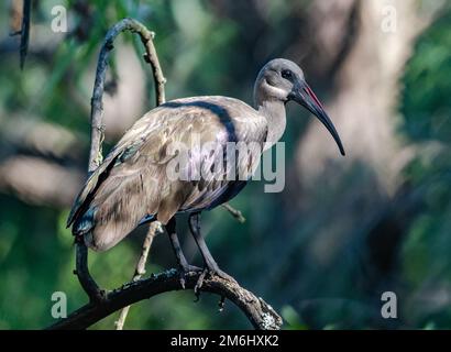 A Hadada Ibis (Bostrychia hagedash) standing on a branch. Western Cape, South Africa. Stock Photo