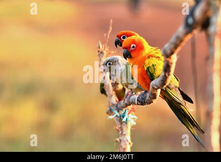 Small colorful parrots on a branch Stock Photo