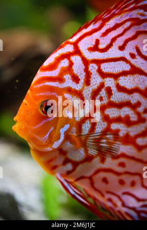 Portrait of a discus discus cichlid in a blackwater aquarium. Stock Photo