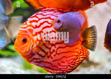 Portrait of a discus discus cichlid in a blackwater aquarium. Stock Photo